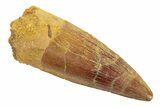 Spinosaurus Tooth - Real Dinosaur Tooth #249327-1